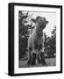 Little Lamb Posing for the Camera-Wallace Kirkland-Framed Photographic Print
