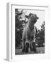 Little Lamb Posing for the Camera-Wallace Kirkland-Framed Photographic Print