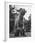 Little Lamb Posing for the Camera-Wallace Kirkland-Framed Photographic Print