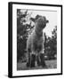 Little Lamb Posing for the Camera-Wallace Kirkland-Framed Photographic Print