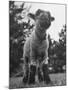 Little Lamb Posing for the Camera-Wallace Kirkland-Mounted Photographic Print