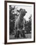 Little Lamb Posing for the Camera-Wallace Kirkland-Framed Photographic Print