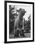 Little Lamb Posing for the Camera-Wallace Kirkland-Framed Photographic Print