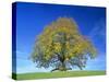 Little-Leaf Linden-null-Stretched Canvas