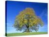 Little-Leaf Linden-null-Stretched Canvas