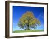 Little-Leaf Linden-null-Framed Photographic Print