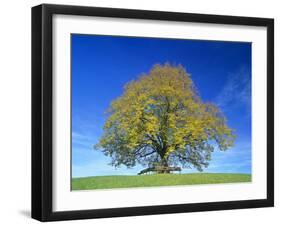 Little-Leaf Linden-null-Framed Photographic Print