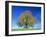 Little-Leaf Linden-null-Framed Photographic Print