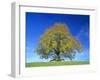 Little-Leaf Linden-null-Framed Photographic Print