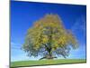 Little-Leaf Linden-null-Mounted Photographic Print