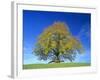 Little-Leaf Linden-null-Framed Photographic Print