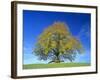 Little-Leaf Linden-null-Framed Photographic Print