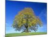 Little-Leaf Linden-null-Mounted Photographic Print