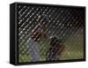 Little League Ball Players-null-Framed Stretched Canvas