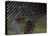 Little League Ball Players-null-Stretched Canvas