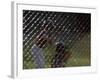 Little League Ball Players-null-Framed Photographic Print