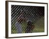 Little League Ball Players-null-Framed Photographic Print