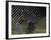 Little League Ball Players-null-Framed Photographic Print