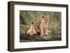 Little lion cubs-Daniel Katz-Framed Photographic Print