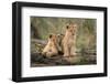 Little lion cubs-Daniel Katz-Framed Photographic Print