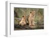 Little lion cubs-Daniel Katz-Framed Photographic Print