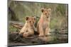 Little lion cubs-Daniel Katz-Mounted Photographic Print