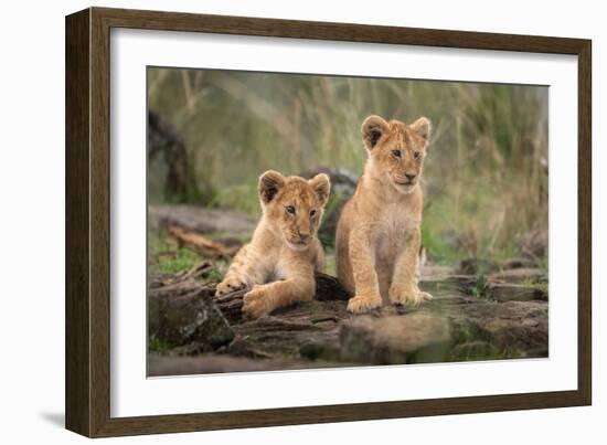 Little lion cubs-Daniel Katz-Framed Photographic Print