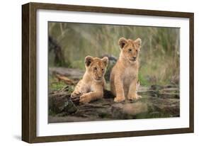 Little lion cubs-Daniel Katz-Framed Photographic Print