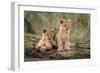 Little lion cubs-Daniel Katz-Framed Photographic Print