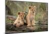 Little lion cubs-Daniel Katz-Mounted Photographic Print