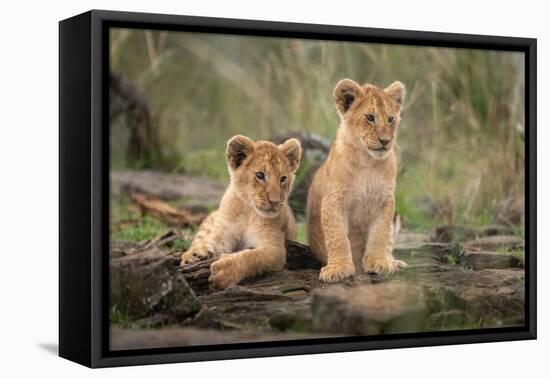 Little lion cubs-Daniel Katz-Framed Stretched Canvas