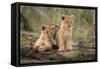 Little lion cubs-Daniel Katz-Framed Stretched Canvas