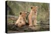 Little lion cubs-Daniel Katz-Stretched Canvas
