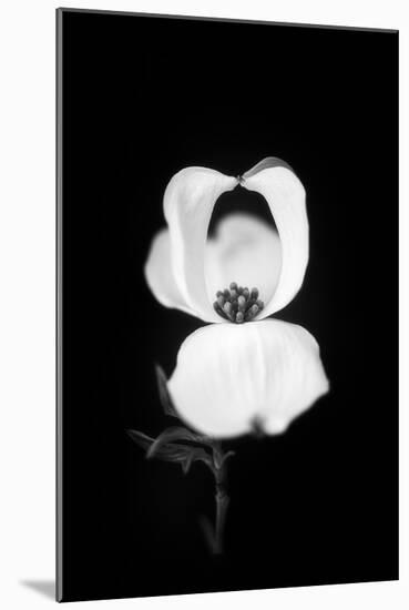 Little Love-Philippe Sainte-Laudy-Mounted Photographic Print