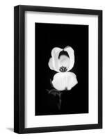 Little Love-Philippe Sainte-Laudy-Framed Photographic Print