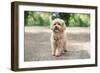 Little Maltipoo Puppies Walks in the Park in Summer Sunny Day-Irsan Ianushis-Framed Photographic Print