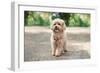 Little Maltipoo Puppies Walks in the Park in Summer Sunny Day-Irsan Ianushis-Framed Photographic Print