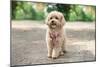 Little Maltipoo Puppies Walks in the Park in Summer Sunny Day-Irsan Ianushis-Mounted Photographic Print