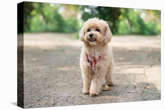 Little Maltipoo Puppies Walks in the Park in Summer Sunny Day-Irsan Ianushis-Stretched Canvas