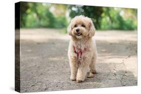 Little Maltipoo Puppies Walks in the Park in Summer Sunny Day-Irsan Ianushis-Stretched Canvas