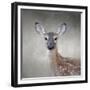 Little Miss Lashes White Tailed Fawn-Jai Johnson-Framed Giclee Print