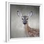 Little Miss Lashes White Tailed Fawn-Jai Johnson-Framed Giclee Print