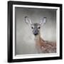 Little Miss Lashes White Tailed Fawn-Jai Johnson-Framed Giclee Print