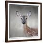 Little Miss Lashes White Tailed Fawn-Jai Johnson-Framed Giclee Print