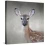 Little Miss Lashes White Tailed Fawn-Jai Johnson-Stretched Canvas
