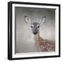 Little Miss Lashes White Tailed Fawn-Jai Johnson-Framed Giclee Print