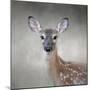 Little Miss Lashes White Tailed Fawn-Jai Johnson-Mounted Giclee Print