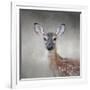 Little Miss Lashes White Tailed Fawn-Jai Johnson-Framed Giclee Print