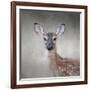 Little Miss Lashes White Tailed Fawn-Jai Johnson-Framed Giclee Print