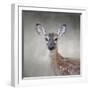 Little Miss Lashes White Tailed Fawn-Jai Johnson-Framed Giclee Print